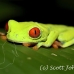 frog_tree_redeyed_tar_h_0536_cos0861.jpg